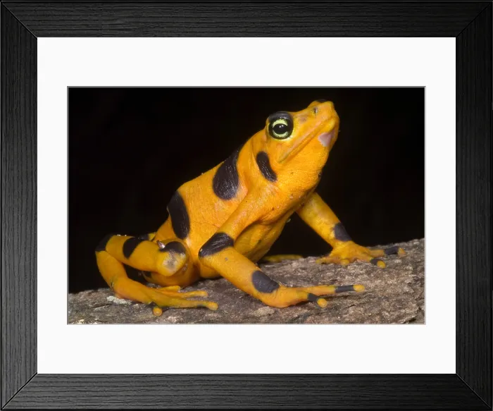 Framed Print : Harlequin Toad Framed Print : Harlequin Toad