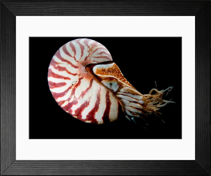 Framed Print : Chambered Nautilus Framed Print : Chambered Nautilus