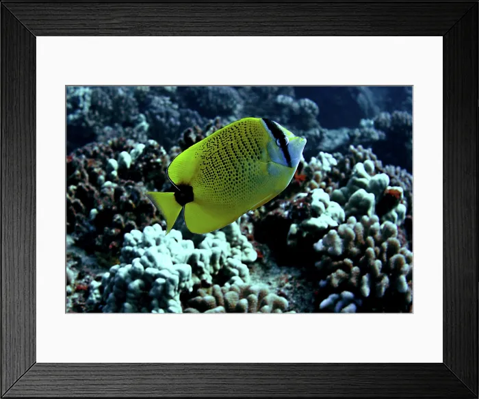 Framed Print : Millet Butterflyfish (Chaetodon miliaris) Framed Print : Millet Butterflyfish (Chaetodon miliaris)