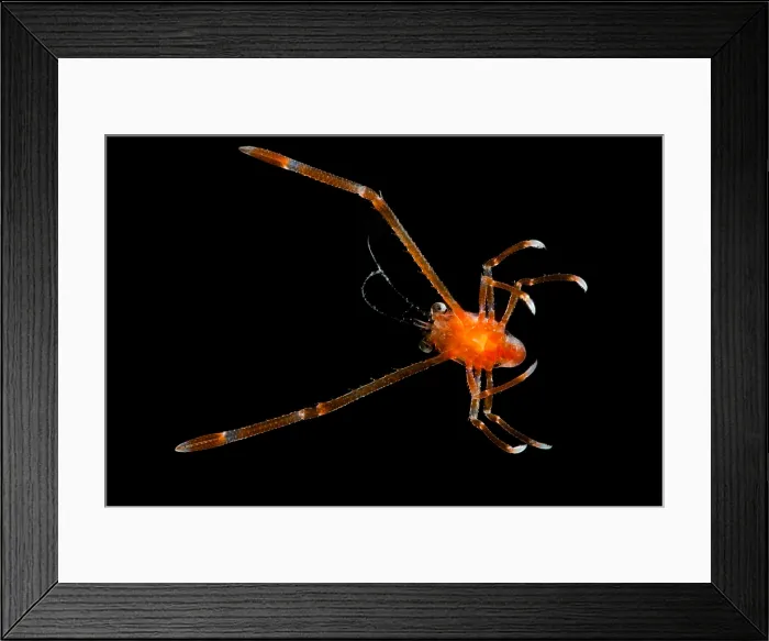 Framed Print : Squat Lobsters (Munida sp.) Framed Print : Squat Lobsters (Munida sp.)