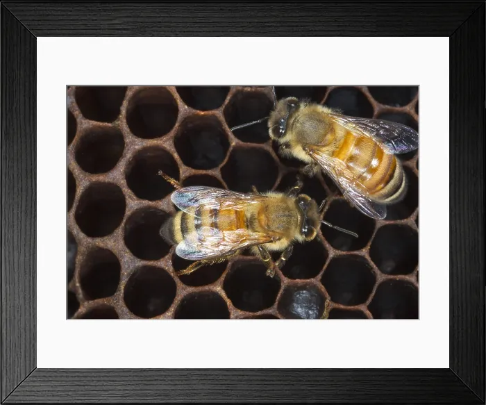 Framed Print : Honeybees on comb Framed Print : Honeybees on comb