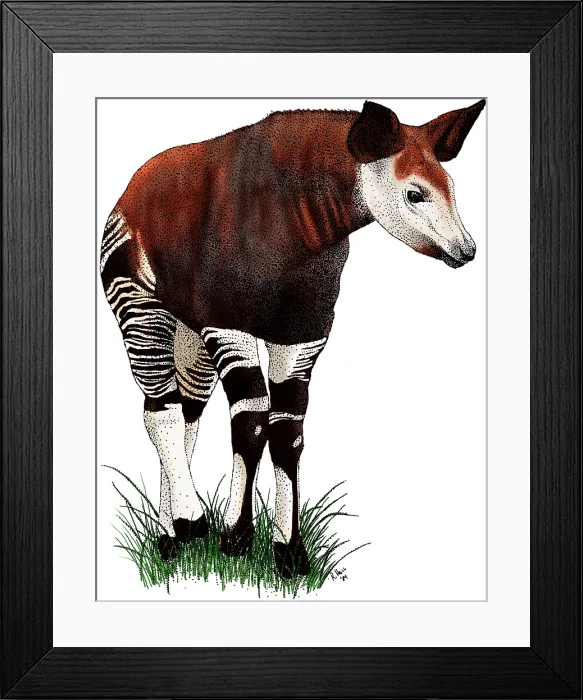 Framed Print : Okapi. Colorized pen and ink illustration of an Okapi (Okapia johnstoni) Framed Print : Okapi. Colorized pen and ink illustration of an Okapi (Okapia johnstoni)