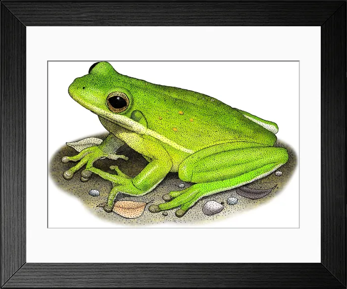 Framed Print : Green Tree Frog Framed Print : Green Tree Frog