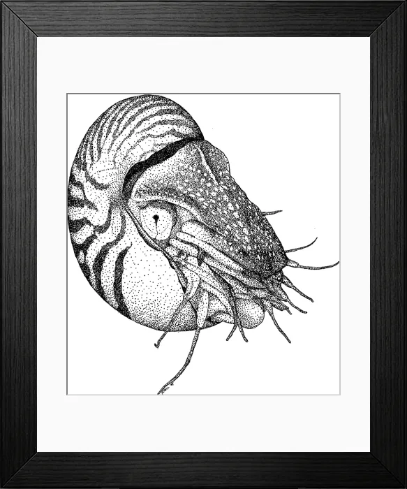 Framed Print : Chambered Nautilus Framed Print : Chambered Nautilus
