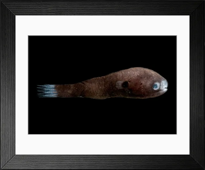 Framed Print : Male Anglerfish Framed Print : Male Anglerfish