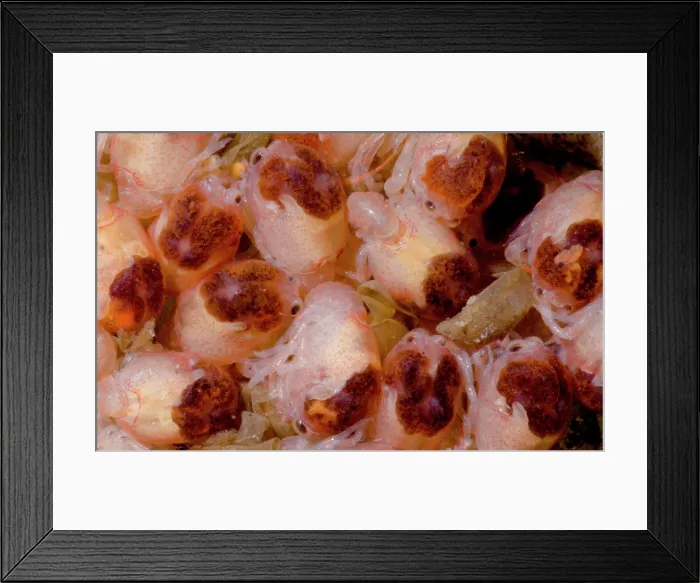 Framed Print : Midget Crayfish (Faxonius nana) Framed Print : Midget Crayfish (Faxonius nana)