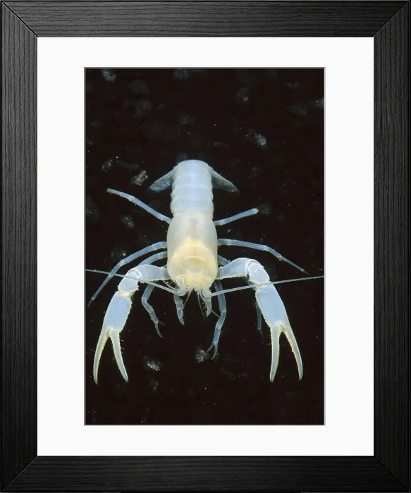 Framed Print : Bristly Cave Crayfish Framed Print : Bristly Cave Crayfish