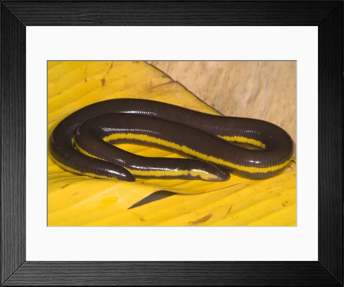 Framed Print : Southeast Asian Caecilian