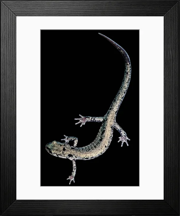 Framed Print : Slimy Salamander