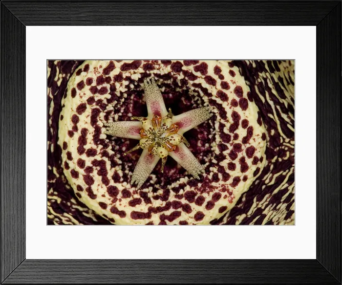 Framed Print : Stapelia Flower Framed Print : Stapelia Flower