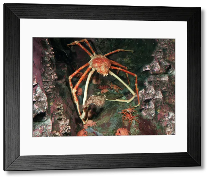 Framed Print : Japanese Spider Crab (Macrocheira kaempferi) Framed Print : Japanese Spider Crab (Macrocheira kaempferi)
