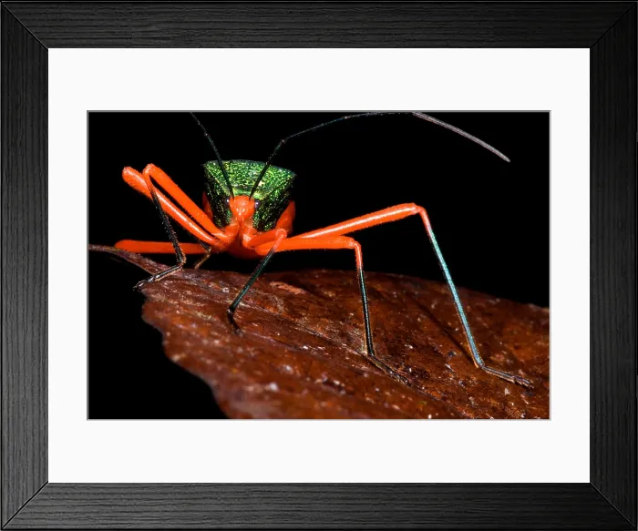 Framed Print : Passion Vine Bug Framed Print : Passion Vine Bug