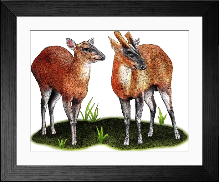 Framed Print : Indian Muntjac Deer