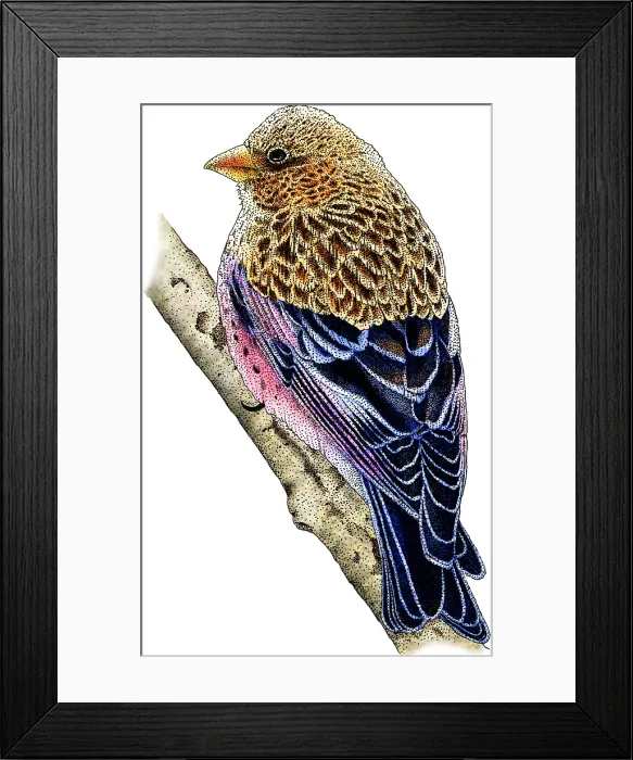 Framed Print : Brown-Capped Rosy Finch