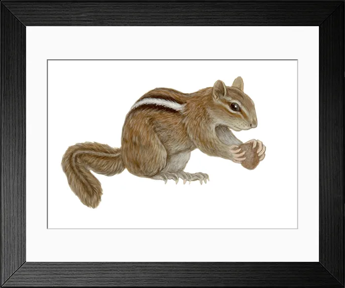 Framed Print : Chipmunk. Illustration of a Chipmunk
