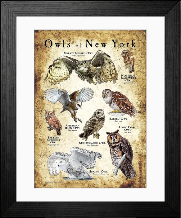 Framed Print : Owls of New York Framed Print : Owls of New York