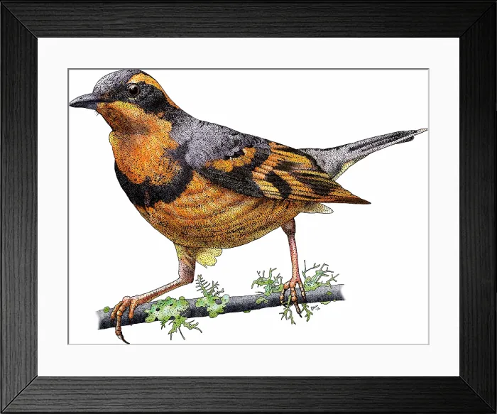 Framed Print : Varied thrush Framed Print : Varied thrush