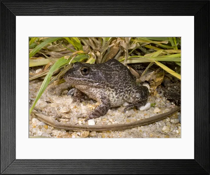 Framed Print : Gopher Frog Framed Print : Gopher Frog
