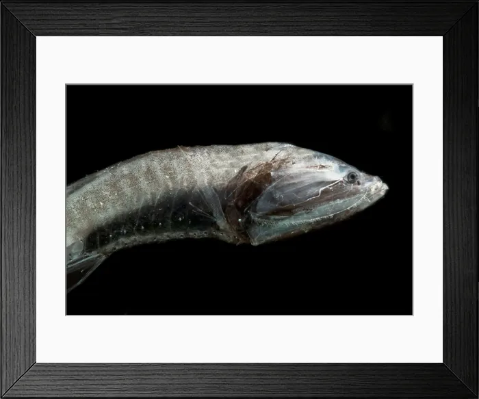 Framed Print : Tan Bristlemouth Framed Print : Tan Bristlemouth