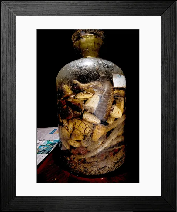 Framed Print : Chinese Snake Wine Framed Print : Chinese Snake Wine
