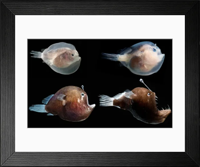 Framed Print : Black Seadevil (Melanocetus sp.) Framed Print : Black Seadevil (Melanocetus sp.)