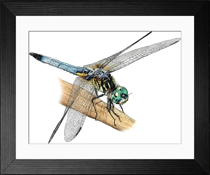 Framed Print : Blue Dasher, Illustration Framed Print : Blue Dasher, Illustration