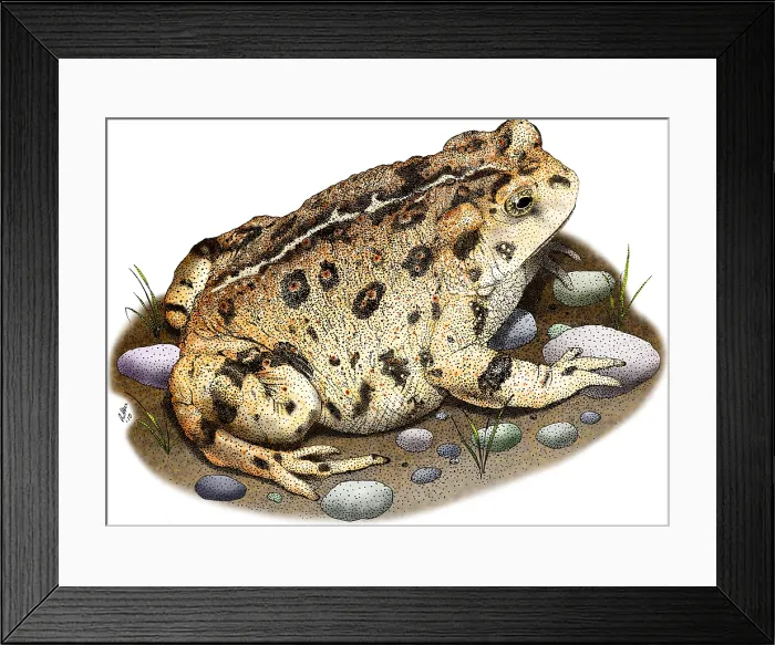 Framed Print : Western Toad Framed Print : Western Toad