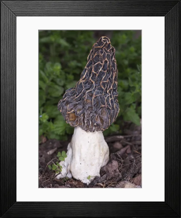 Framed Print : Edible Morel Fungus Mushroom