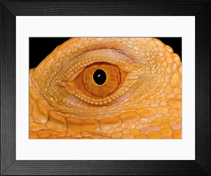 Framed Print : Crimson Phase Green Iguana