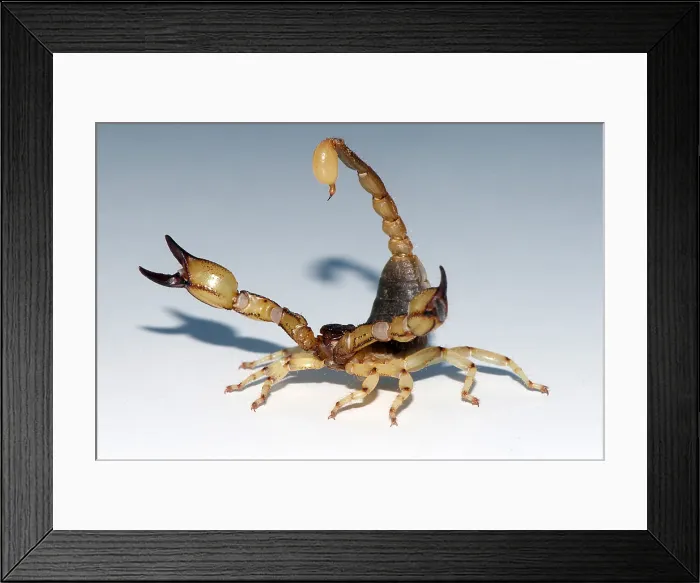 Framed Print : Scorpion, Anuroctonus pococki Framed Print : Scorpion, Anuroctonus pococki