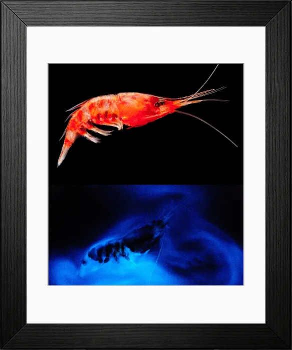 Framed Print : Deep Sea Shrimp with luminous cloud Framed Print : Deep Sea Shrimp with luminous cloud