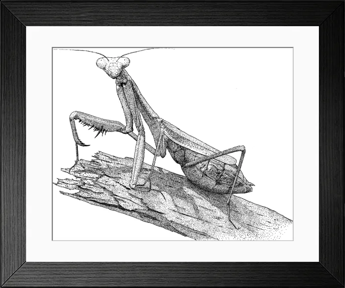 Framed Print : Praying Mantis Framed Print : Praying Mantis