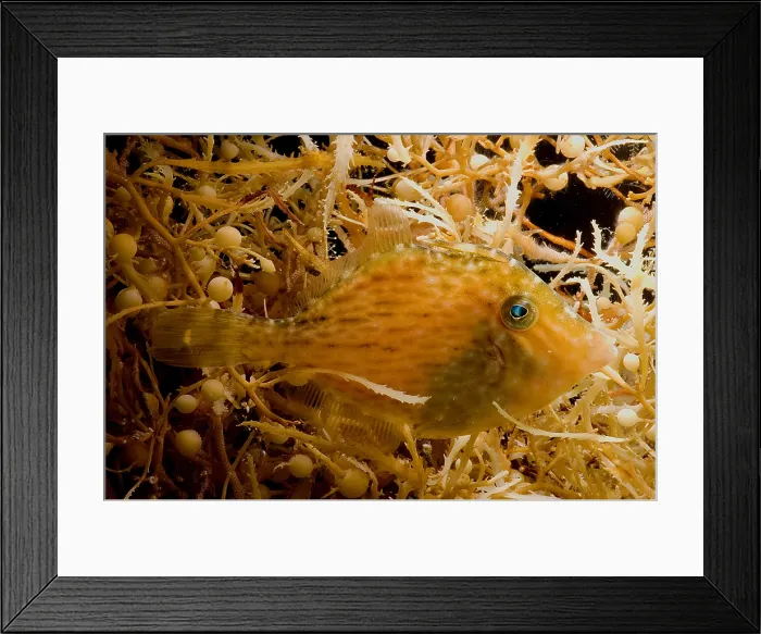 Framed Print : Sargassum Filefish Framed Print : Sargassum Filefish