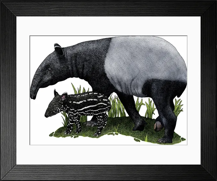 Framed Print : Malayan tapir Framed Print : Malayan tapir