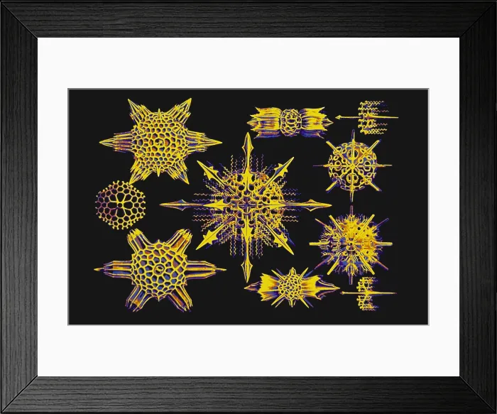 Framed Print : Radiolarians (after Ernst Haeckel)