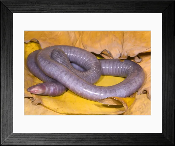 Framed Print : Congo Caecilian Framed Print : Congo Caecilian