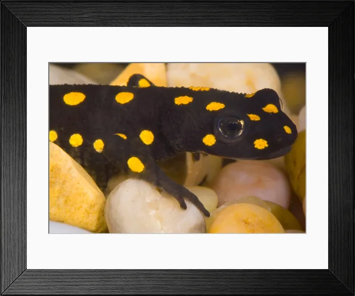 Framed Print : Strauch's Spotted Newt