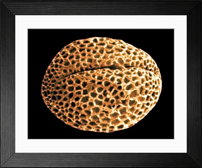 Framed Print : Forsythia Pollen Grains