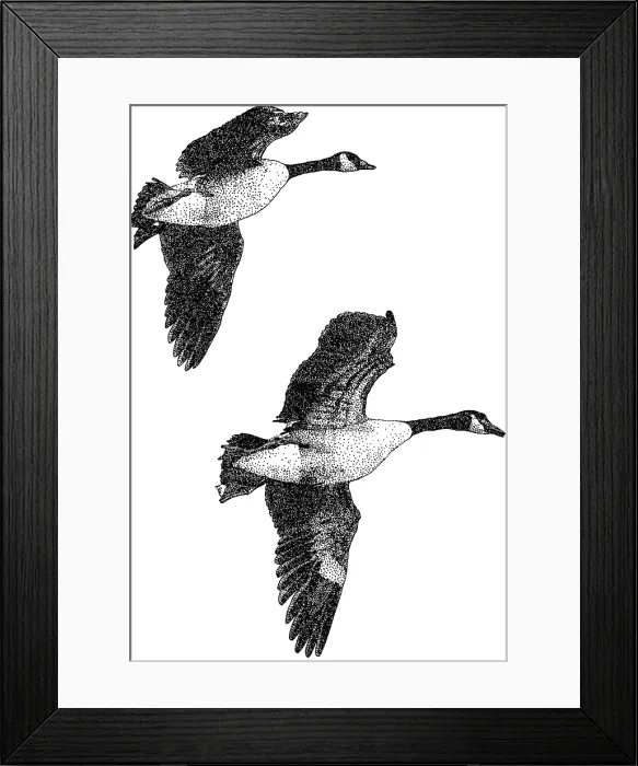 Framed Print : Canadian Geese Framed Print : Canadian Geese