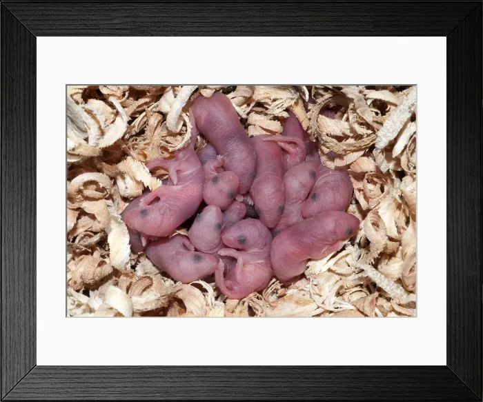 Framed Print : Newborn Mice Framed Print : Newborn Mice