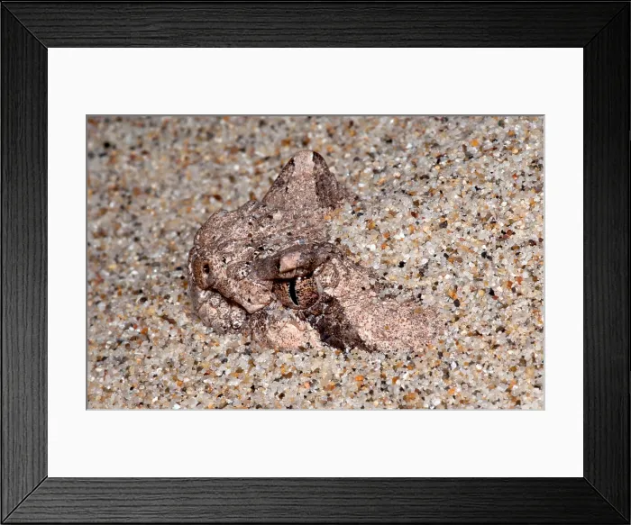 Framed Print : Sidewinder Framed Print : Sidewinder