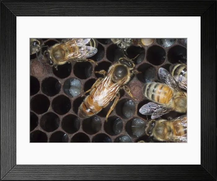 Framed Print : Queen honeybee Framed Print : Queen honeybee