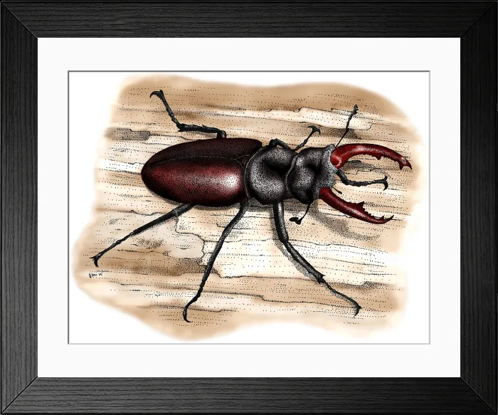 Framed Print : European Stag Beetle