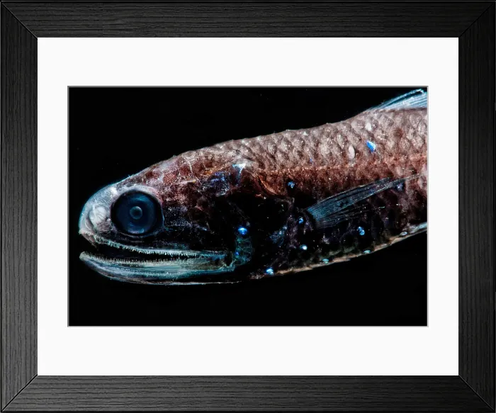 Framed Print : Luminous Lanternfish