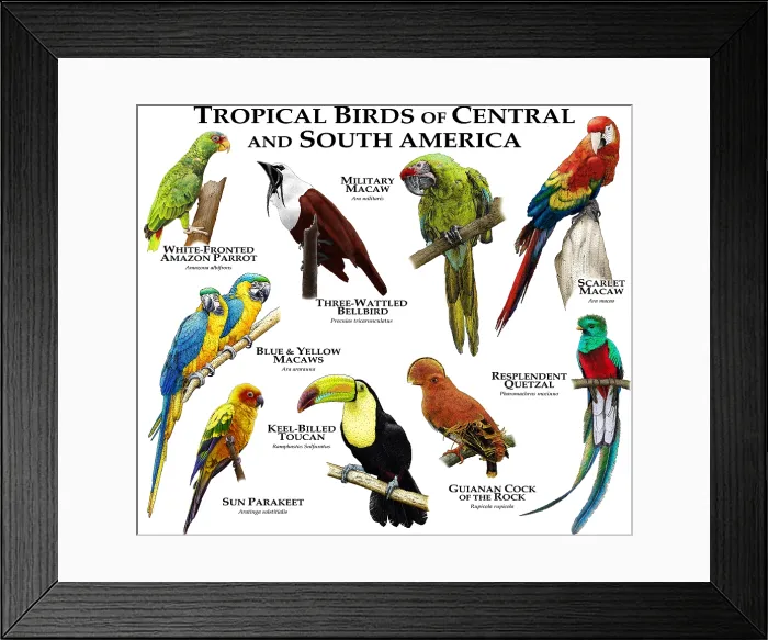 Framed Print : Tropical Birds of Central & South America Framed Print : Tropical Birds of Central & South America