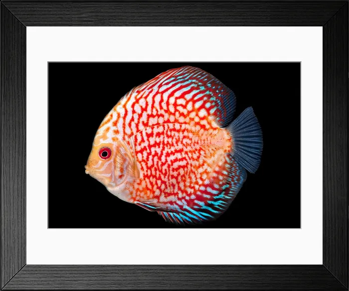 Framed Print : Pigeon Blood Discus Framed Print : Pigeon Blood Discus