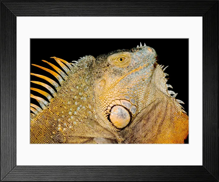Framed Print : Adult Male Green Iguana Framed Print : Adult Male Green Iguana