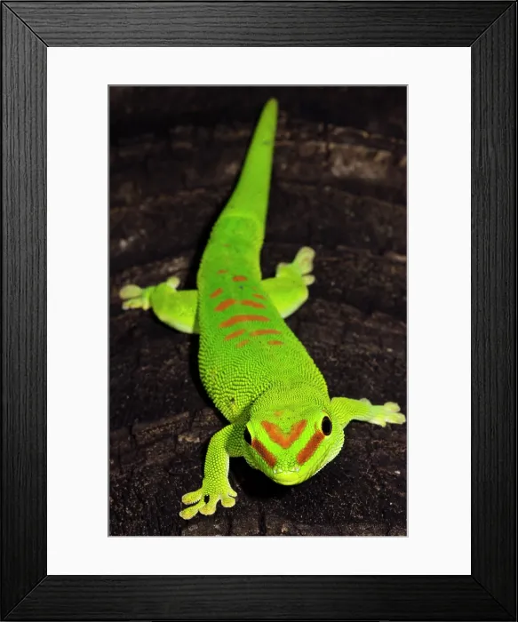 Framed Print : Malagasy Giant Day Gecko (Phelsuma madagascariensis)