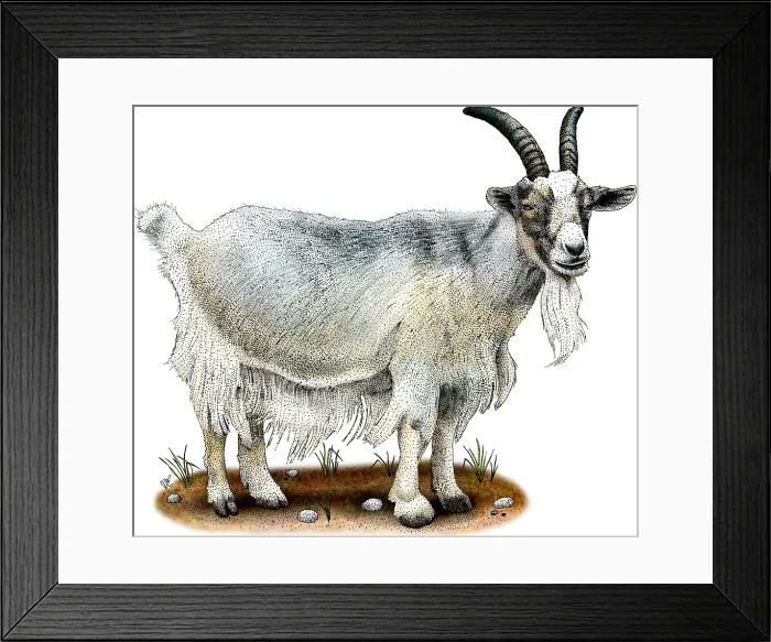 Framed Print : Domestic Goat Framed Print : Domestic Goat