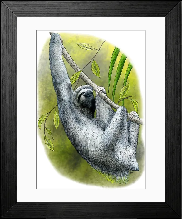 Framed Print : Three-toed Sloth Framed Print : Three-toed Sloth